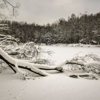 Замёрсший пруд. :: Николай Галкин 