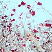 Зимняя рябина. :: Василий Палий