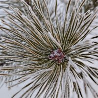 Почти белая сосёнка :: светлана льдокова