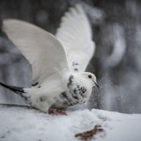 Жора) :: Алла Федосеева