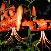 Лилии вечером :: Наталья ***