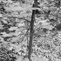 Фотография :: Денис Безногов Фотография :: Денис Безногов