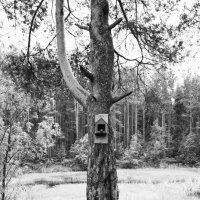 Фотография :: Денис Безногов