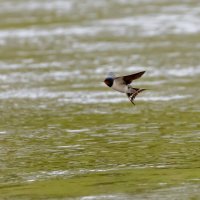 Ласточка - косатка :: Владимир Лазарев