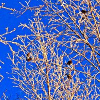 Январь..Пичужки на березах! :: Владимир 