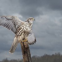 Сокол :: SanSan 