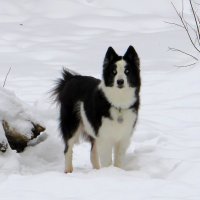 Случайная встреча :: Лариса С.