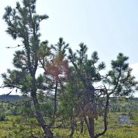 Цепляется за жизнь. :: ВикТор Быстров