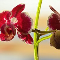 Ещё одна расцвела в новогодние каникулы :: Татьяна Лютаева Ещё одна расцвела в новогодние каникулы :: Татьяна Лютаева