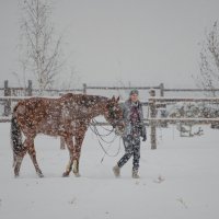 Прогулка на конюшне во время снегопада. :: Павел Крутенко Прогулка на конюшне во время снегопада. :: Павел Крутенко