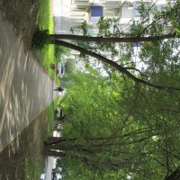 лето :: Елена Шаламова лето :: Елена Шаламова