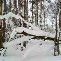Пробираясь в январской чаще.. :: Андрей Заломленков