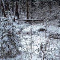 У лесного ручья :: Сергей Цветков