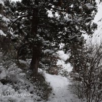 Природа Крыма :: Amazing Cosmea