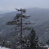 Природа Крыма :: Amazing Cosmea