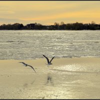 *** :: Aleksandr Gal *** :: Aleksandr Gal