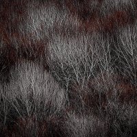 Зимний лес :: Игорь Хижняк