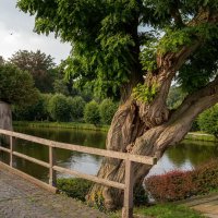 Старое дерево... :: Николай Гирш Старое дерево... :: Николай Гирш