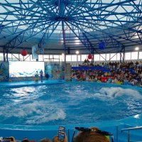 Адлер. Сочи Парк... шоу дельфинов :: Нина Бутко