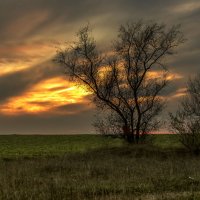 На краю поля. :: Сергей Воротников