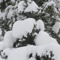 Баллада о Снеге :: олег свирский 