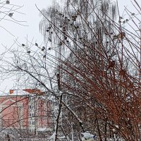 Воробушки на ветвях зимой :: Юлия Денискина