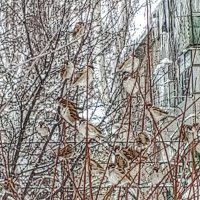 Воробушки на ветвях деревьев :: Юлия Денискина