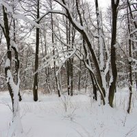 Снежная зима :: Андрей Снегерёв