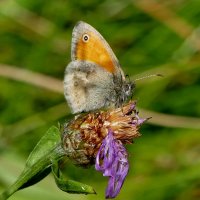 опять про бабочек...306 :: Александр Прокудин