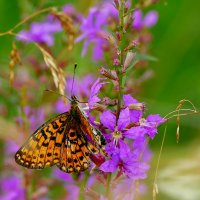 опять про бабочек...310 :: Александр Прокудин