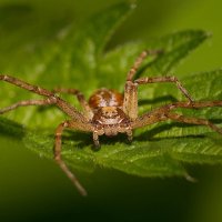 На листике :: Андрей Пристяжнюк