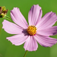 *** :: Виктор Иванович Чернюк