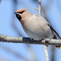 Свиристель :: Виктор Иванович Чернюк