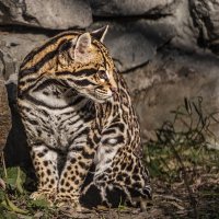 Оцелот :: SanSan 