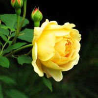 Королевишна :: Лариса С.