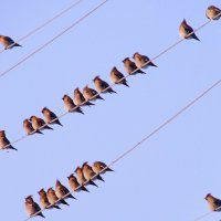 На проводах. :: сергей ермошкин