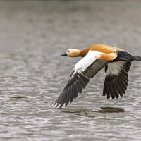 огарь в полете. :: юрий макаров