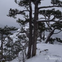 Природа Крыма :: Amazing Cosmea