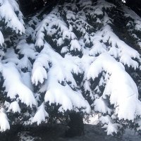 Снежные ели :: Елена Семигина