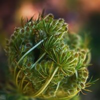 Дикая морковь :: Оксана Н.