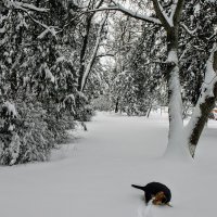 Январь. Сегодня. :: Владимир