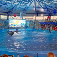 Адлер. Сочи Парк... Шоу дельфинов... :: Нина Бутко