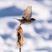 2 :: Сергей Флетчер