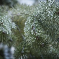 Зима :: Тамара Федорова