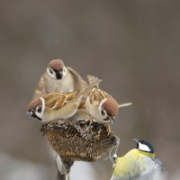 *** :: Валерий Черняк *** :: Валерий Черняк