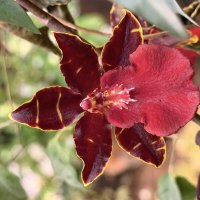 Выставка орхидей в Аптекарском огороде :: Pippa