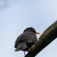 Черный дрозд :: Владимир Лазарев