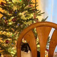 Ёлка и кошка :: Елена 
