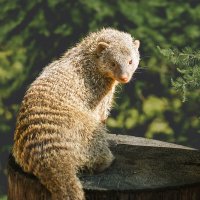 Мангуст :: SanSan 