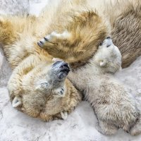 Белый :: SanSan 